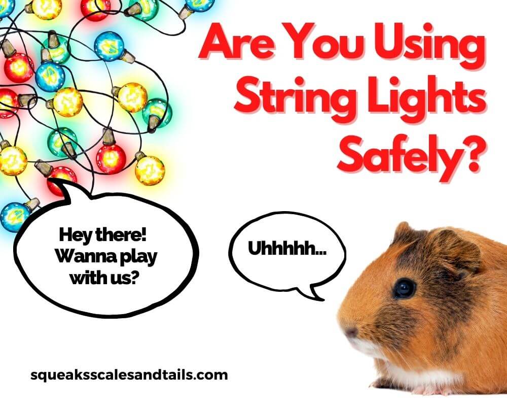 do guinea pigs need lights?