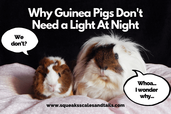 do guinea pigs need light