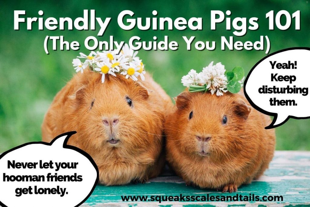 two friendly guinea pigs