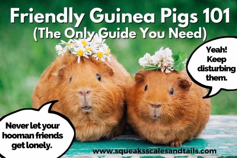Friendly Guinea Pigs 101 (The Only Guide You Need)