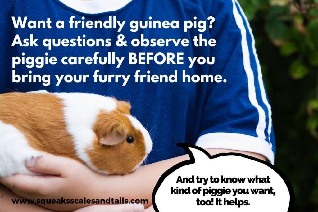 pick a friendly guinea pig tip