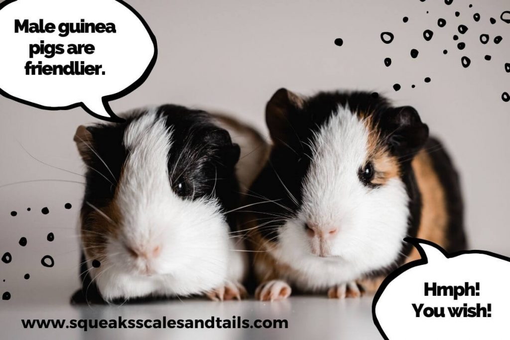 Friendly Guinea Pigs 101 (The Only Guide You Need) - Squeaks Scales & Tails