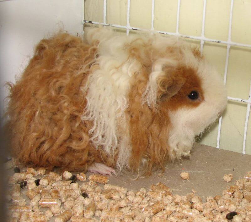 friendly guinea pig picture - Texel
