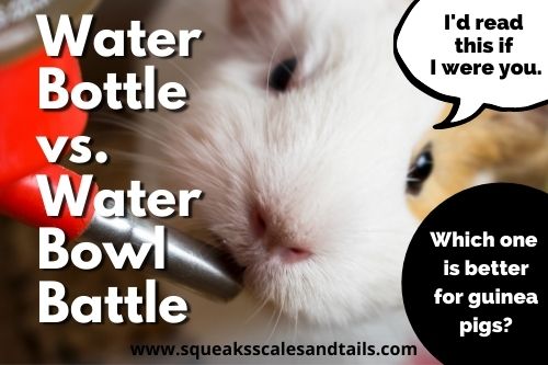 Water Bowl vs. Water Bottle Battle: Which One Is Better for Guinea Pigs?