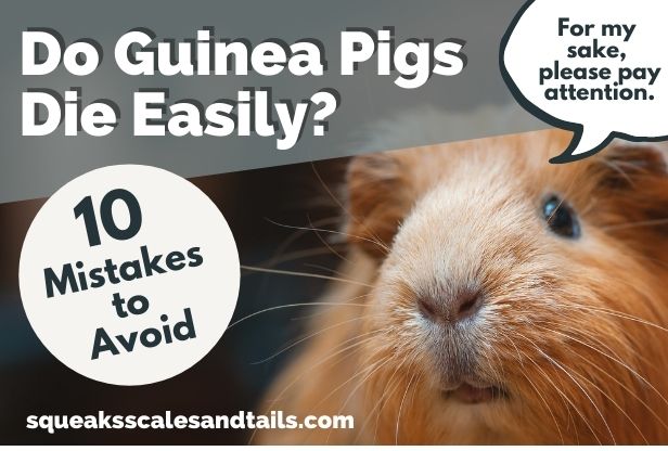 Do Guinea Pigs Die Easily? (10 Mistakes To Avoid)
