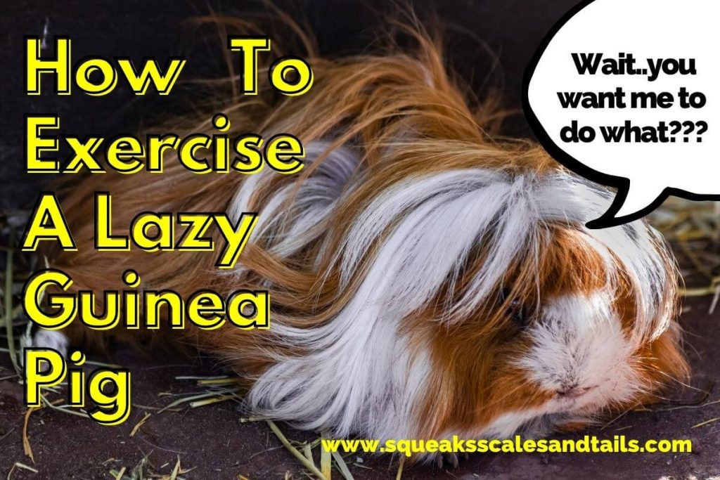 how to exercise a lazy guinea pig picture