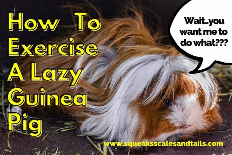 How to Exercise Your Lazy Guinea Pig Now (13 Easy Tips) Squeaks