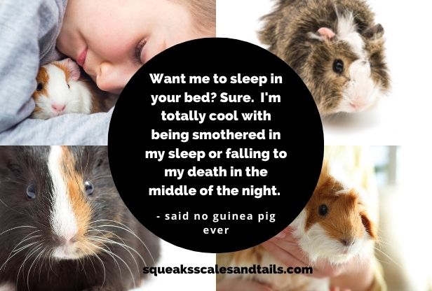 can your guinea pig sleep with you