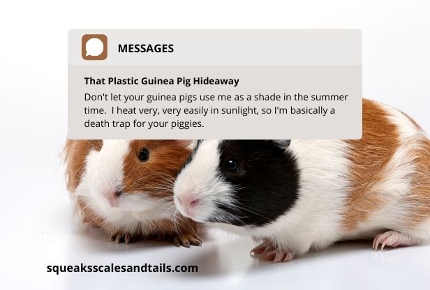 how to keep guinea pigs cool when it's hot in the summer