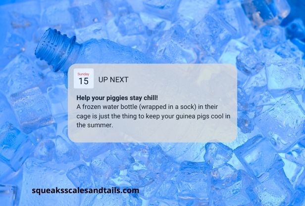 how to keep guinea pigs cool when it's hot in the summer
