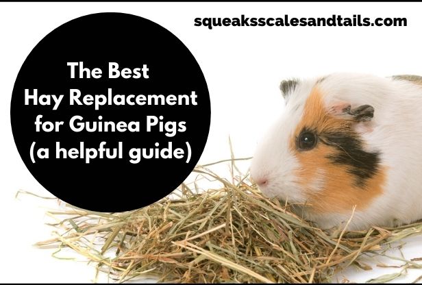 a picture of a guinea pig lounging in hay