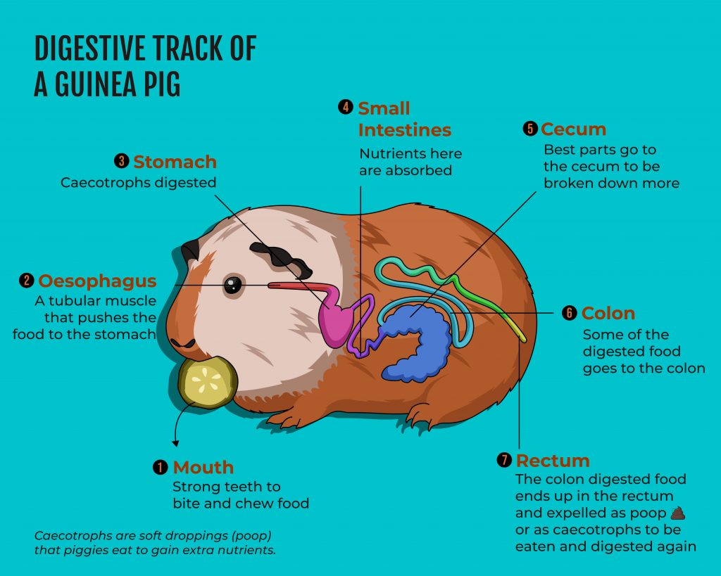do guinea pigs eat their own poop