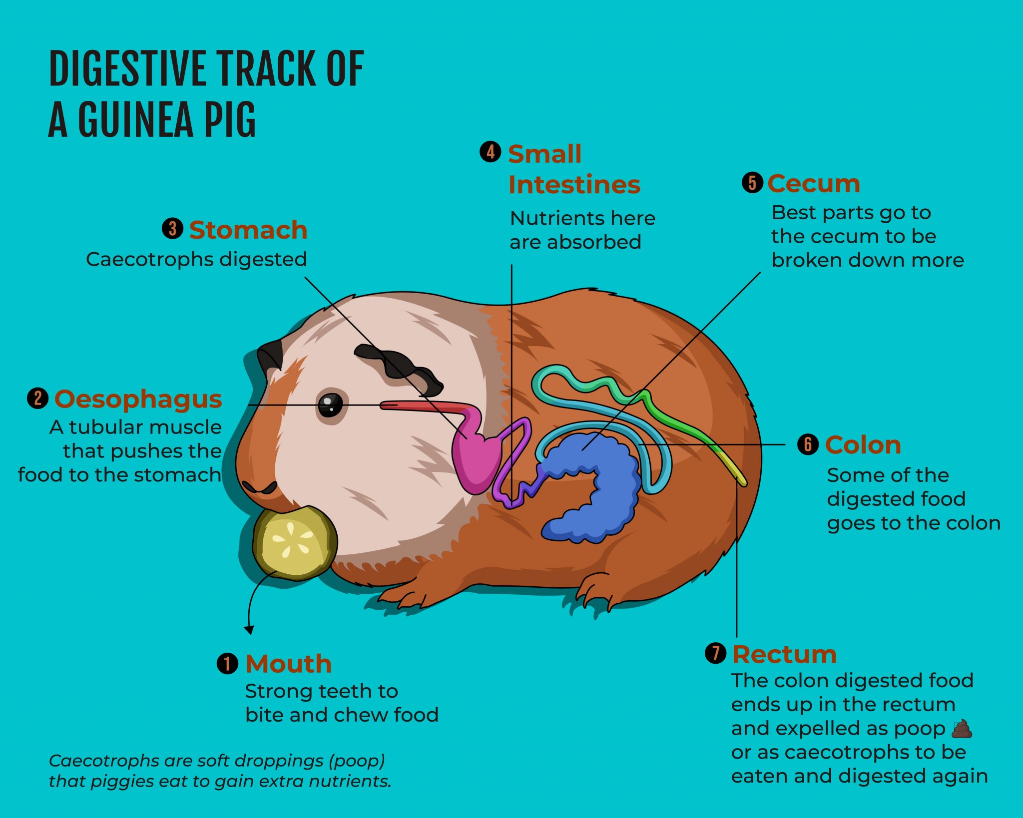 why-do-guinea-pigs-eat-poop-what-you-need-to-know-squeaks-scales