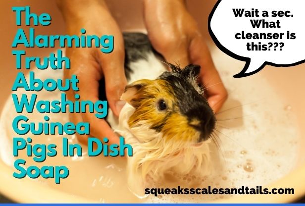 Can You Wash Your Guinea Pig In Dish Soap