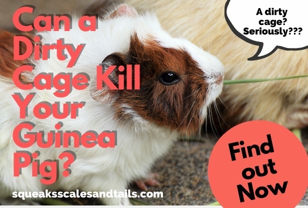 Can a dirty cage kill you guinea pig - can guinea pigs die from a dirty cage