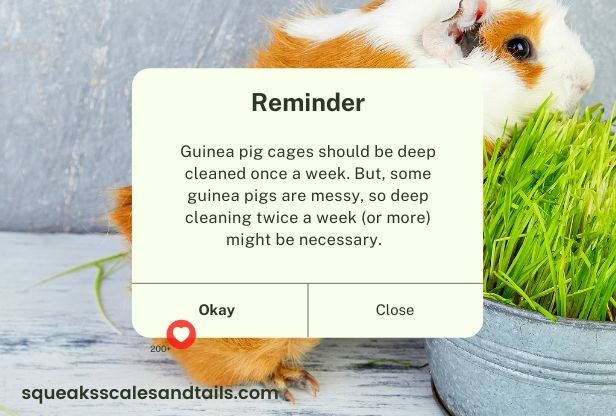 Can a dirty cage kill a guinea pig?  Can a guinea pig die from a dirty cage?