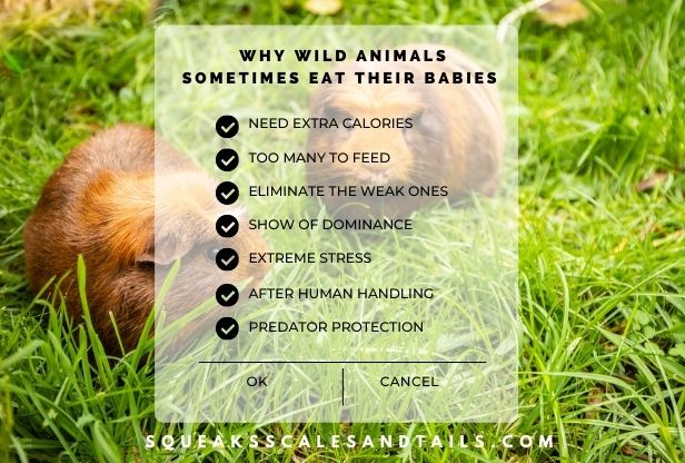 do guinea pigs eat their babies?