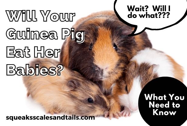 Do guinea pigs 2025 eat their babies