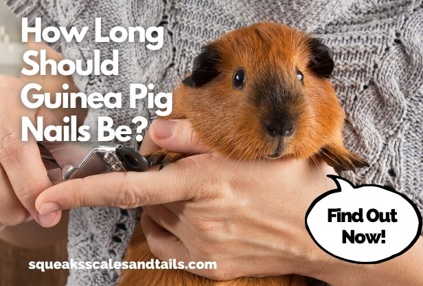 How Long Should Guinea Pig Nails Be? (Find Out Now)