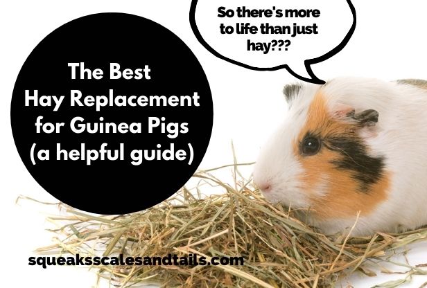 The Best Hay Replacement For Guinea Pigs (A Helpful Guide)