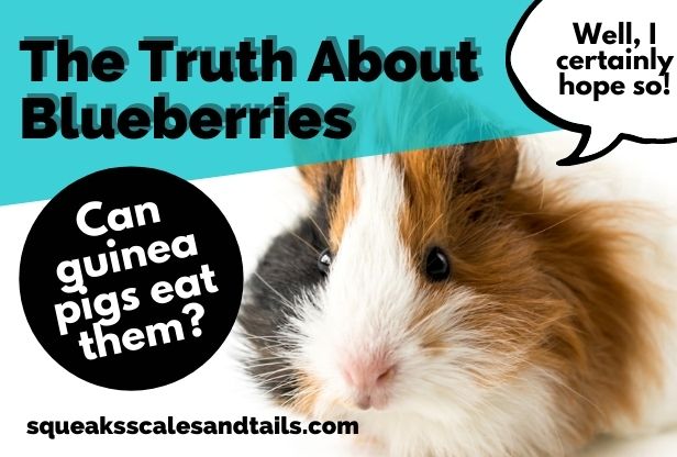 The Truth About Blueberries (Can Guinea Pigs Eat Them?)