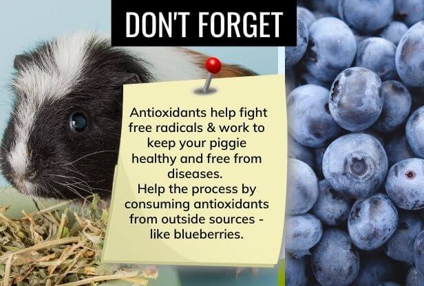 The Truth About Blueberries - Can Guinea Pigs Eat Blueberries?