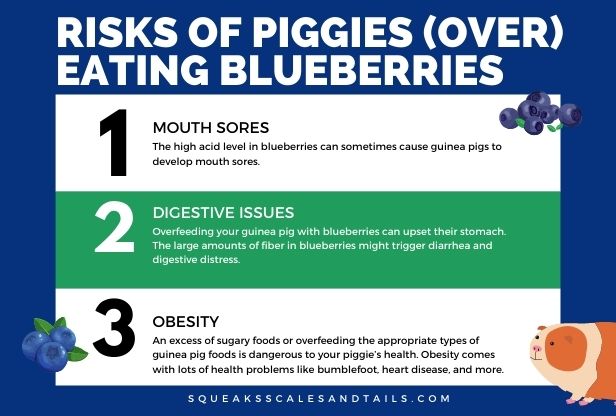 The Truth About Blueberries: Can Guinea Pigs Eat Blueberries?