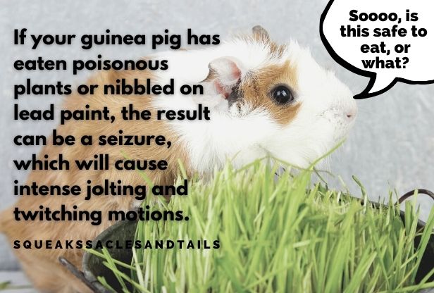 why do guinea pigs twitch