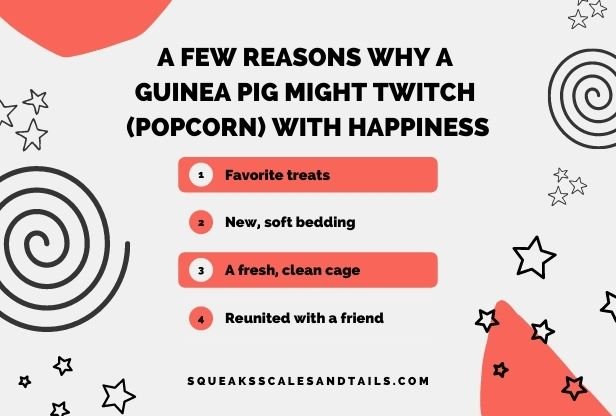 why do guinea pigs twitch