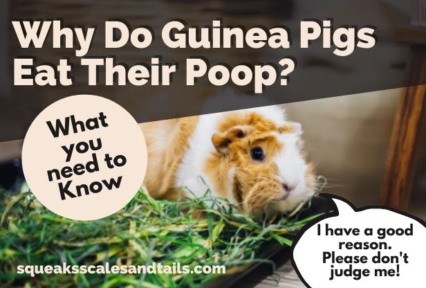 why do guinea pigs eat their poop