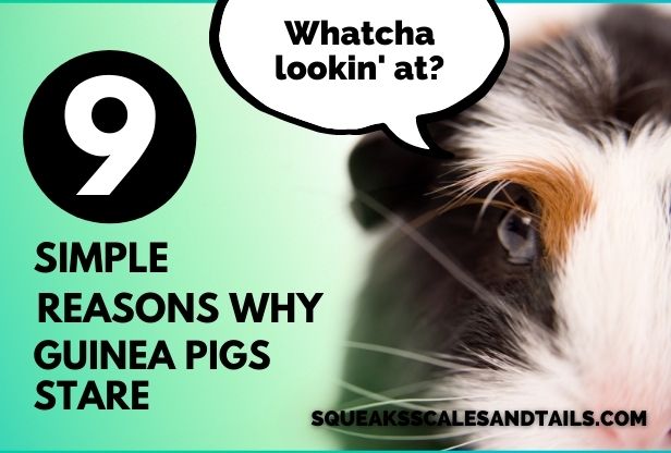 9 Simple Reasons Why Guinea Pigs Stare (What You Need To Know)