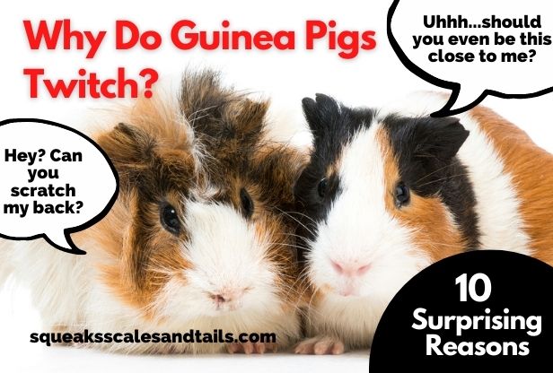 why do guinea pigs twitch what causes guinea pigs to twitch