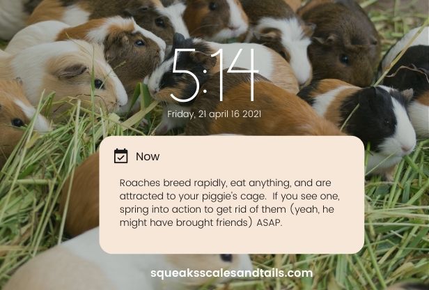 do guinea pigs attract roaches