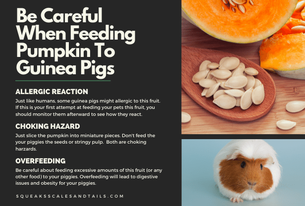 Do guinea hotsell pigs eat pumpkin