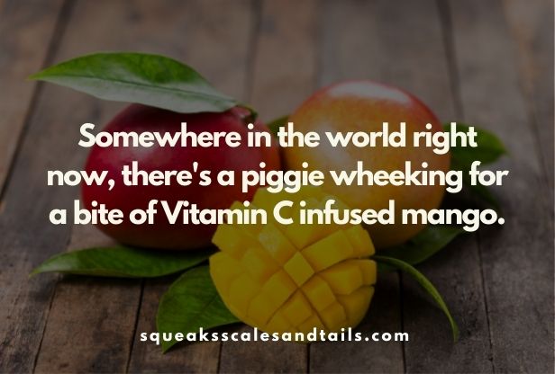 can guinea pigs eat mango