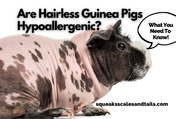 Are hairless guinea pigs hypoallergenic