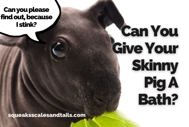can you give your skinny pig a bath