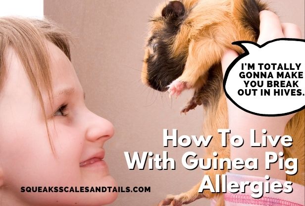 how to live with guinea pig allergies