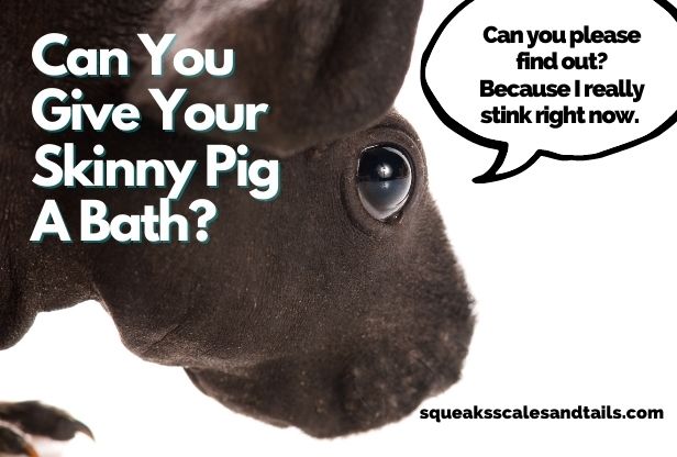 Can You Give Your Skinny Pig a Bath? (What You Need To Know)