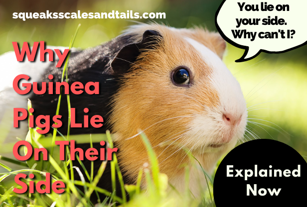 Why Guinea Pigs Lie On Their Side (Explained Now)