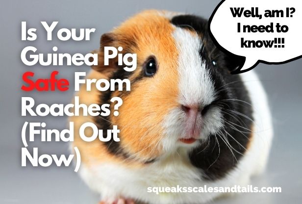 do guinea pigs attract cockroaches