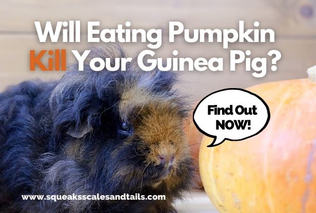 can eating guinea pigs eat pumpkin