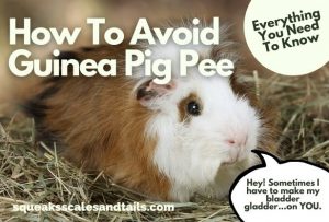 How to Avoid Guinea Pig Pee (Everything You Need to Know) - Squeaks ...