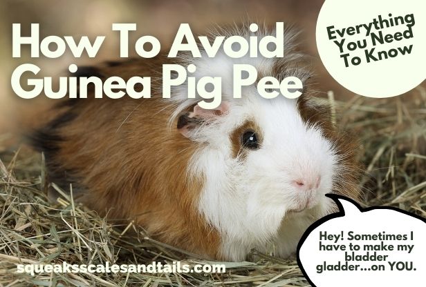 how to avoid guinea pig pee