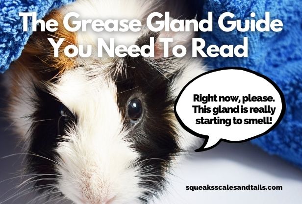 why do guinea pigs have a grease gland