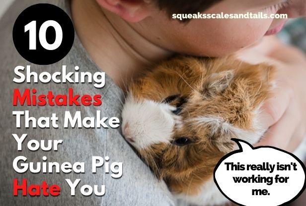 10 Shocking Mistakes That Make Your Guinea Pig Hate You