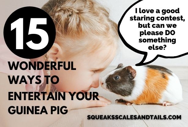 15 Wonderful Ways To Entertain Your Guinea Pig Right Now Squeaks Scales Tails - How To Make Diy Guinea Pig Toys