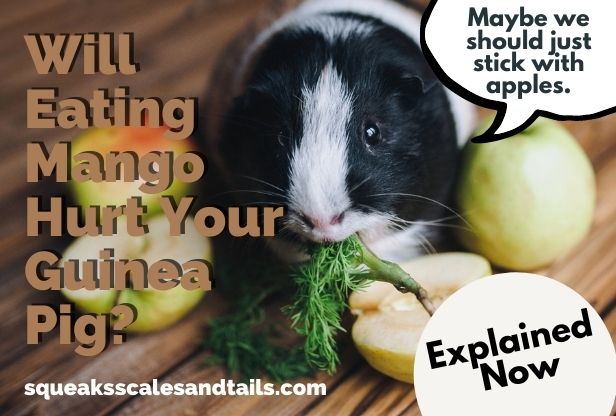 can guinea pigs eat mango