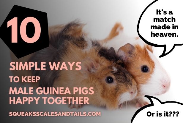 can male guinea pigs live in the same cage