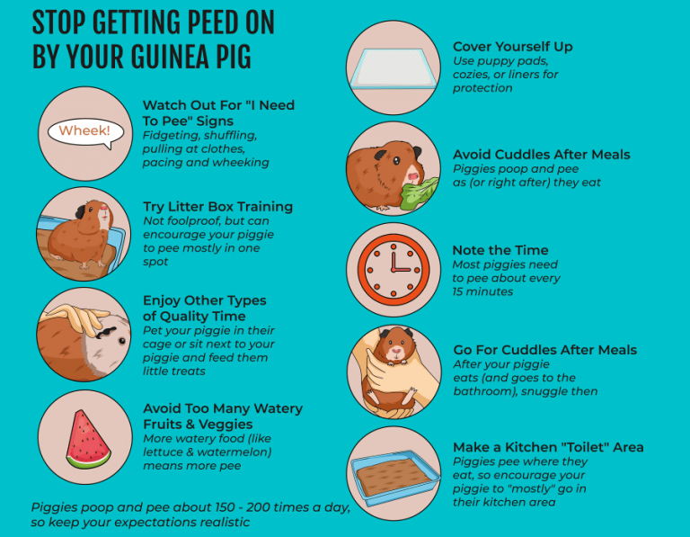 How to Avoid Guinea Pig Pee (Everything You Need to Know) - Squeaks ...